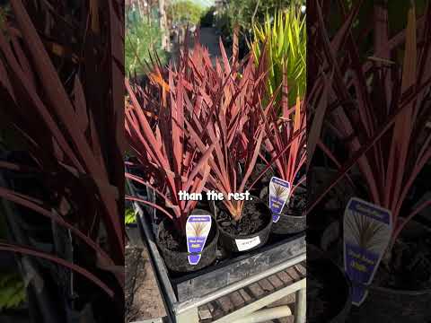 Video: Cordyline Indivisa Indoorda o'stiriladi - yopiq tog'li karam daraxtlari