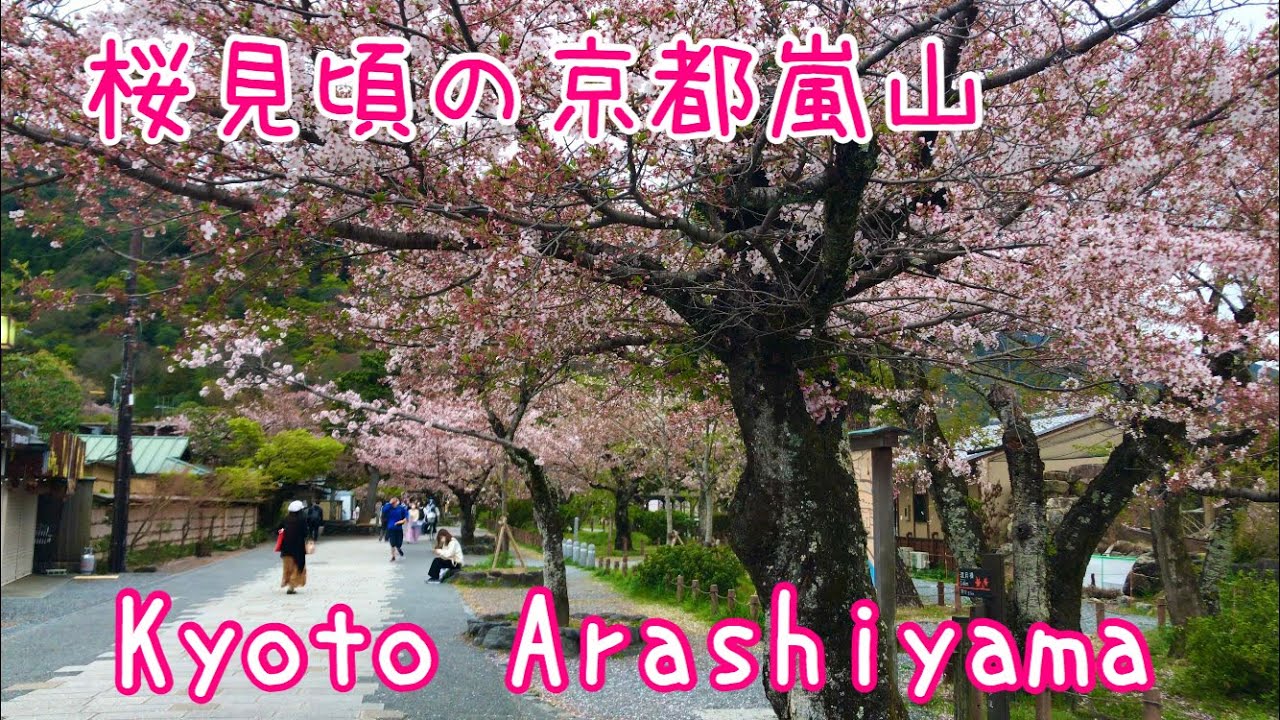 桜見頃の京都嵐山 Kyoto Arashiyama Cherry Blossoms In Full Bloom 4k 21年4月3日 土 Youtube 桜見頃の京都嵐山 Kyoto Arashiyama Cherry Blossoms In Full Bloom 4k 21年4月3日 土 Youtube
