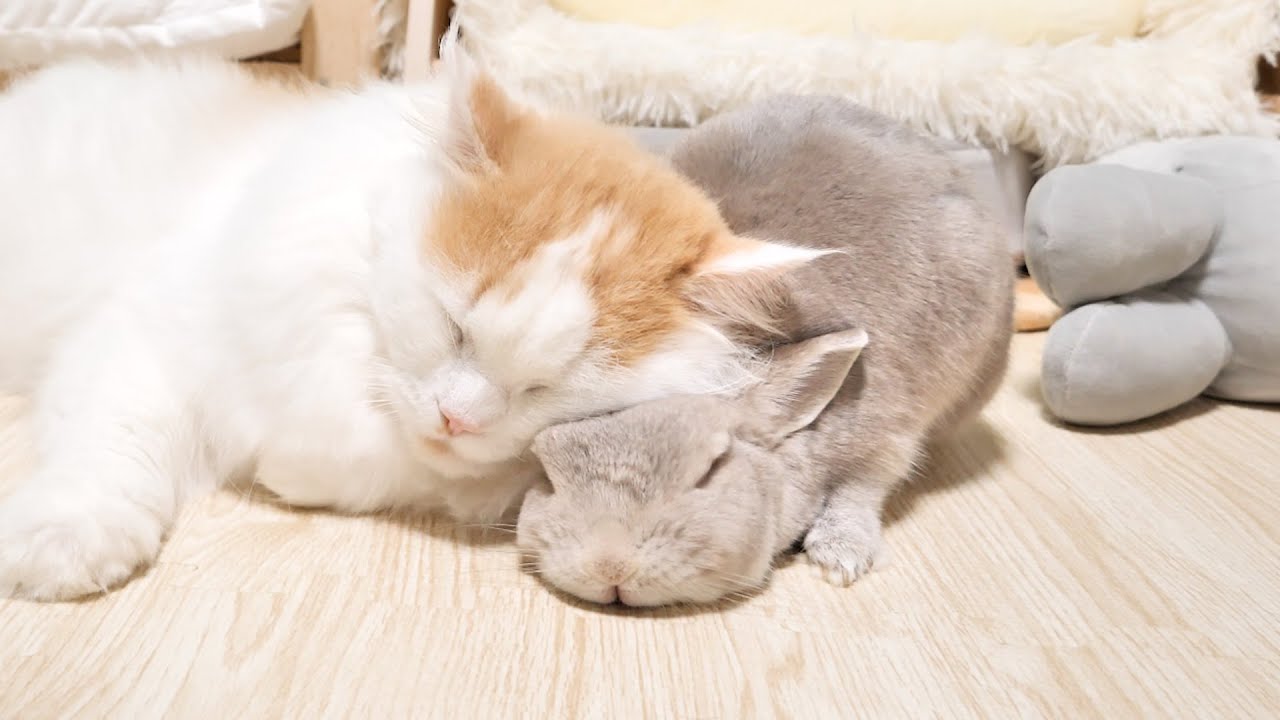 冬の季節だけ見れる、うさぎとねこの特別な光景 - YouTube