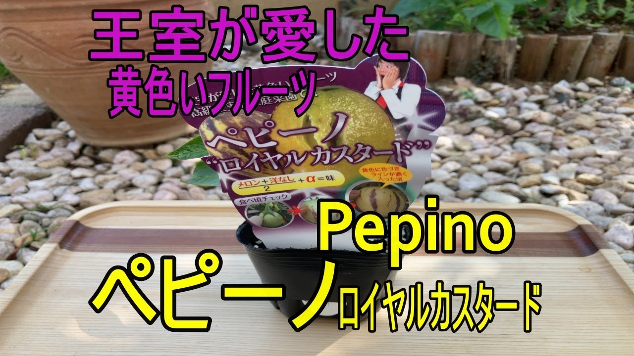 王室が愛した黄色いフルーツ ペピーノロイヤルカスタード 育てる Pepino Grow Youtube