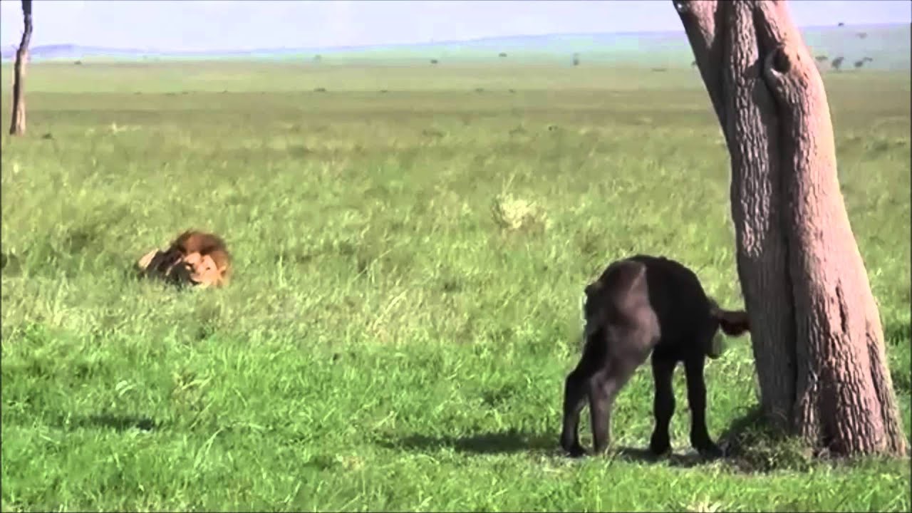 Lion attacks Baby Buffalo REAL FOOTAGE YouTube