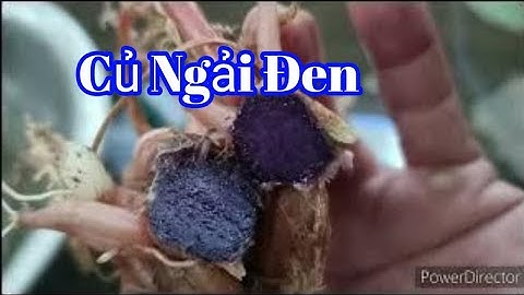 Thu hoạch củ Ngải Đen