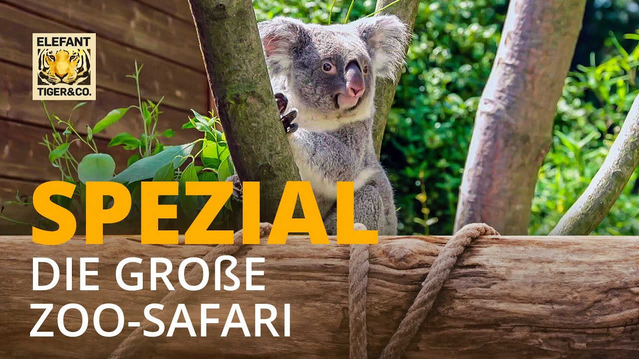 Elefant, Tiger & Co. - Spezial: Die große Zoo-Safari | Elefant, Tiger & Co. | MDR