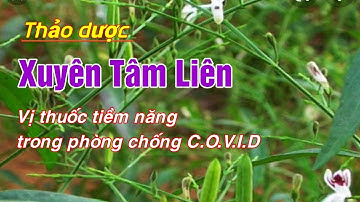 Xuyên Tâm Liên  - Vị thuốc tiềm năng trong phòng chống COVID-19 | Hằng Lê HG85