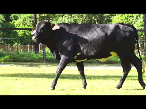 LOTE 29 IPANEMA DA JC SEBA   5346CW