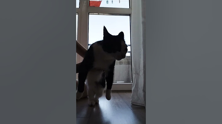 Ни одна киса не пострадала.#рекомендации #котики