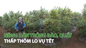 Nông dân trồng Đào, Quất thấp thỏm lo vụ Tết| VTC14