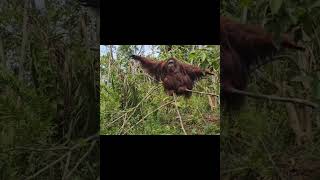 Orangutan Catches Fruit.