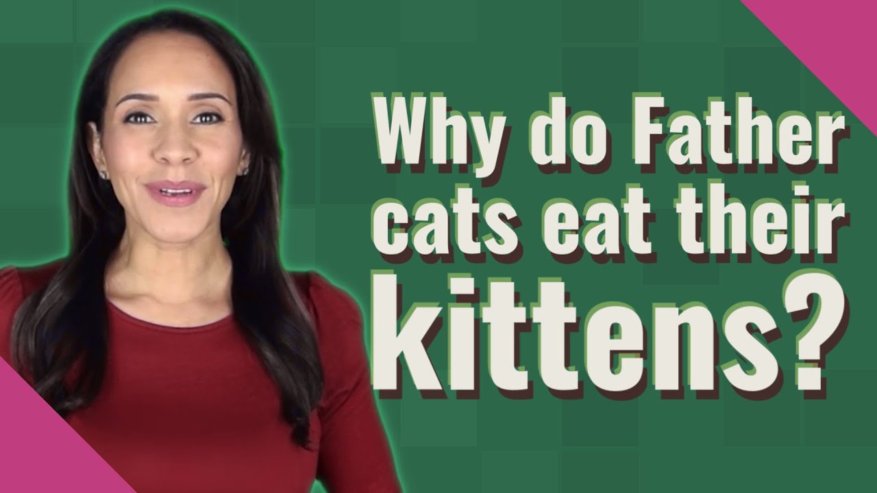 Why Do Father Cats Eat Their Kittens?