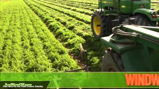 AndNowUKnow: Grimmway Baby Cut Carrots - Behind The Greens