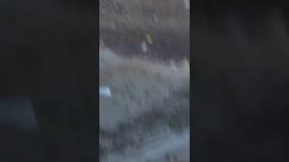 Dünyanın En Kömik Eşek Kovalaması