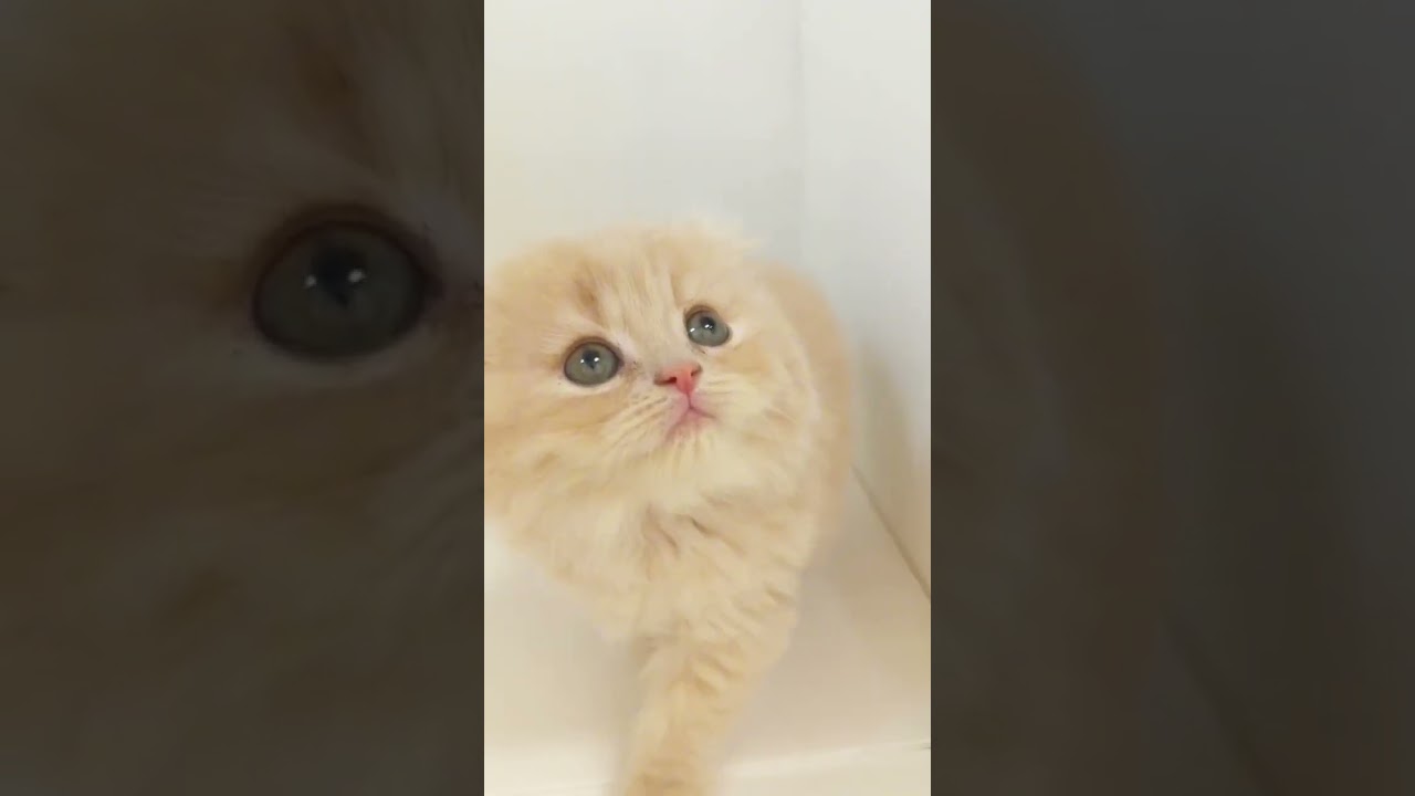 スコティッシュフォールド | ペットショップ マルワン 小さめ子犬 美形