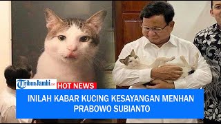 Inilah Kabar Kucing Kesayangan Menhan Prabowo Subianto