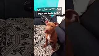 Cane parlante #short #pitbull #rednose #mamma #torino #dog #foryou #virales #thor screenshot 2