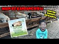 Hewan Qurban Domba Kambing Sapi Bersiap di KANDANGWK66 Gresik