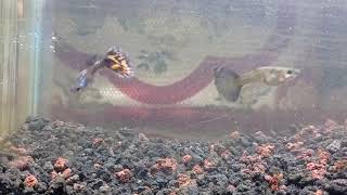 Hasil Kawin Silang Ikan Cerekopi2anglerfish Dengan Ikan Guppy Mozaik