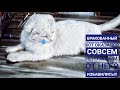 Вислоухого больного кота бросили на трассе умирать 😔 Чипирование  хвостиков🐶🐈