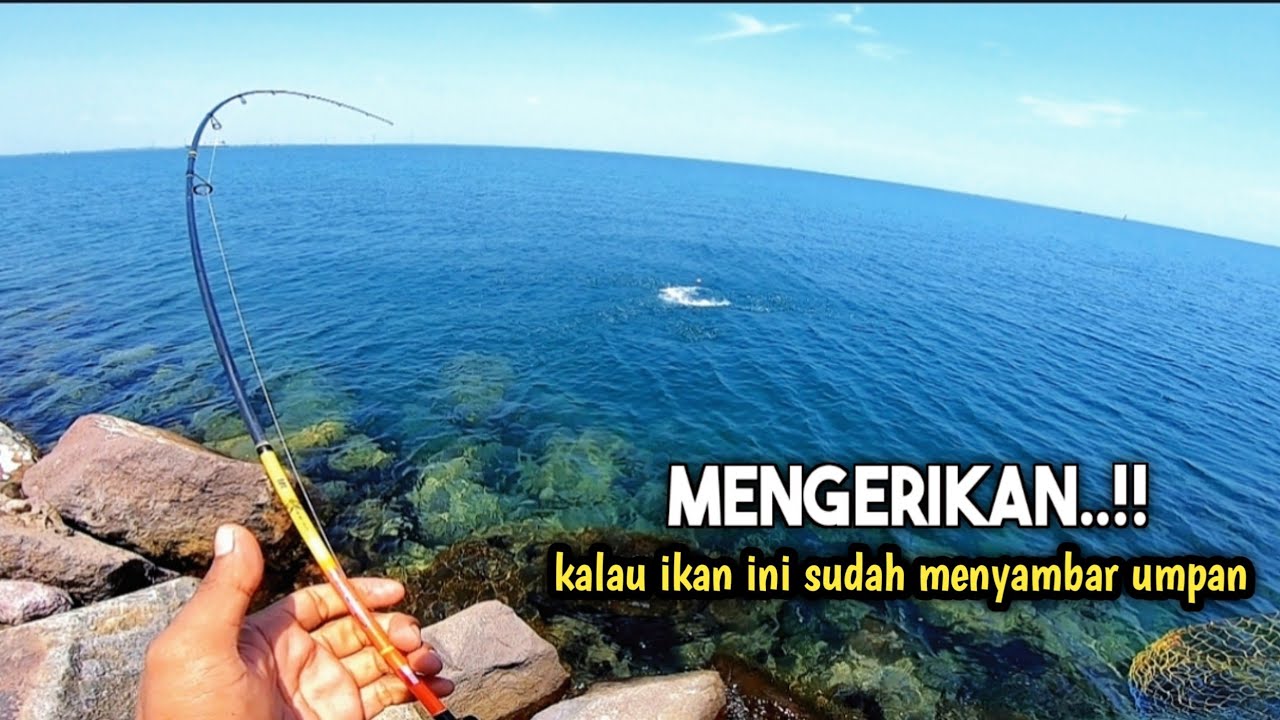 MENGERIKAN..!!gk kebayang ikan cendro babon nariknya ganas juga ‼️ PATIMBAN BATU BINTANG