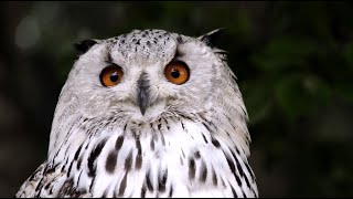 white owl wallpaper - owl video wallpaper screenshot 5