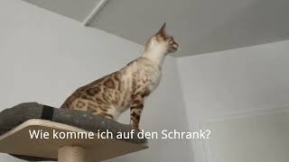 Snowbengal Katze stürzt ab - trotzdem sehr lustig by Phestina 1,545 views 1 year ago 1 minute, 10 seconds