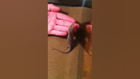 Savannah monitor taming/building trust part 1