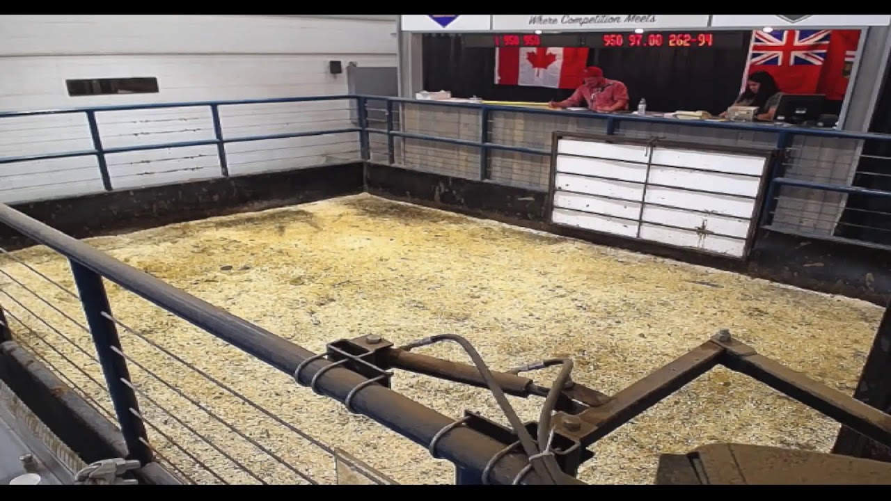 Cattle Sale, Tuesday August 23, 2022 YouTube