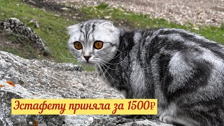 Эстафету приняла за 1500₽