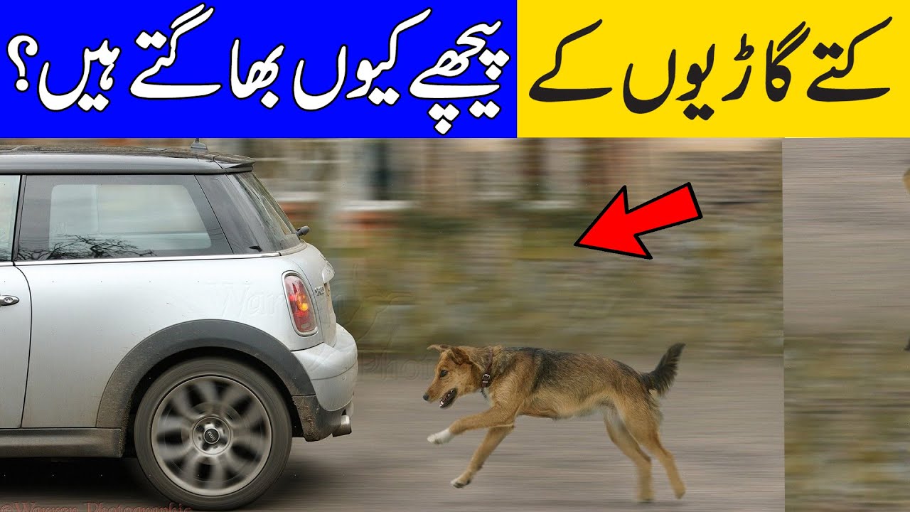 Why do dogs run behind cars? Most Enigmatic Facts Brain Facts YouTube
