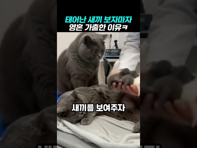 태어난 새끼 보자 멘붕온 남편냥이 #humor