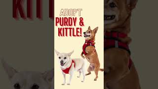 Adopt Purdy and Kittle at Muttville! by Muttville Senior Dog Rescue 255 views 2 months ago 1 minute, 1 second