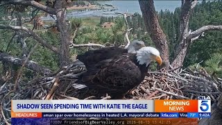 Is love in the air The latest on Big Bear bald eagles Shadow and KD-1