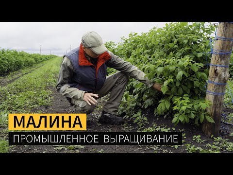 Видео: Советы по выращиванию малины - научитесь выращивать малину на шпалере
