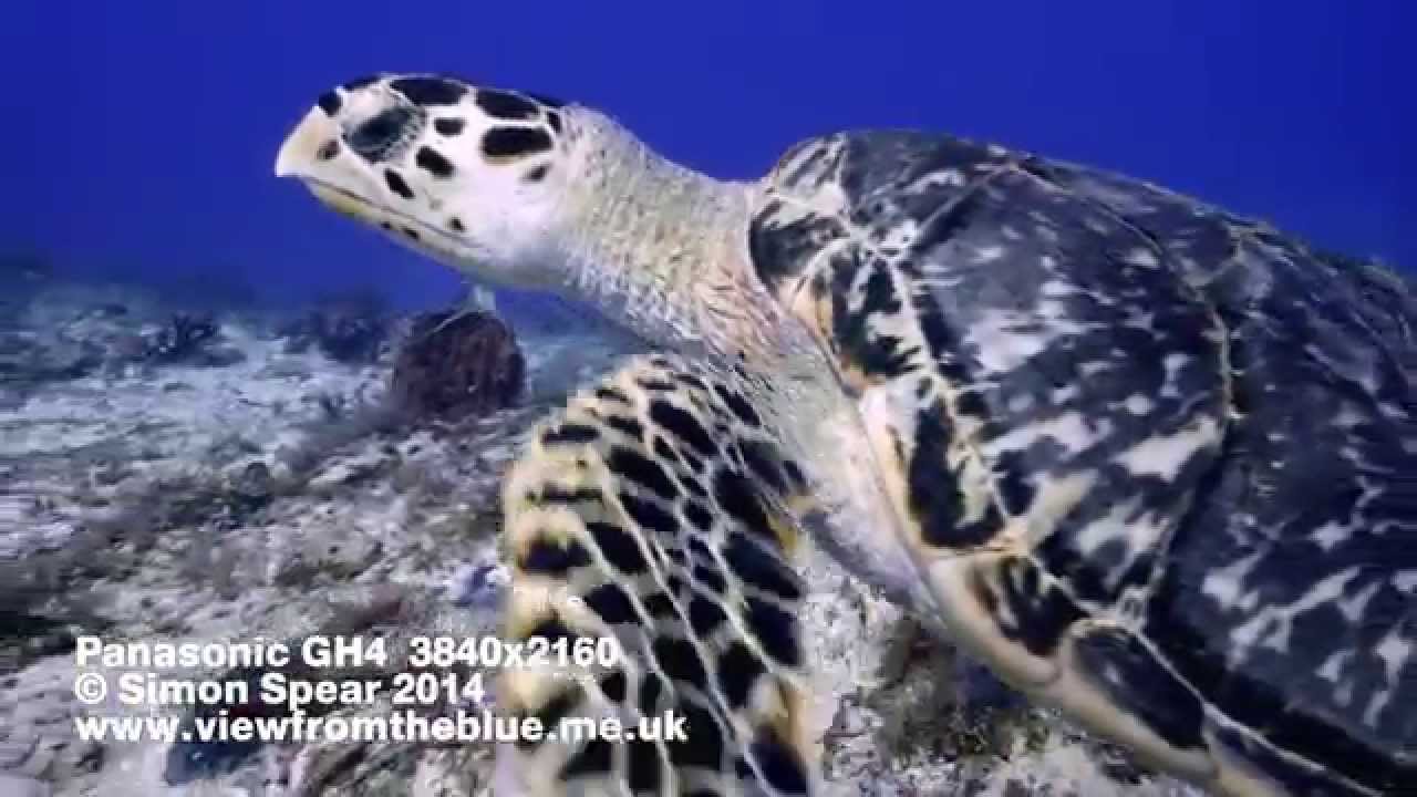 GH4 Underwater 4K - Hawksbill Turtle
