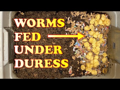 600 Red Wigglers Fed This Against My Better Judgement! + Worm Chow