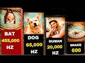 Animal Hearing Range Comparison | Can They Hear You From Miles Away?