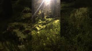 Early Morning Sun in the Forest - Gentle Wind - Behind the Scenes Johnnie Lawson Nature #Shorts 2