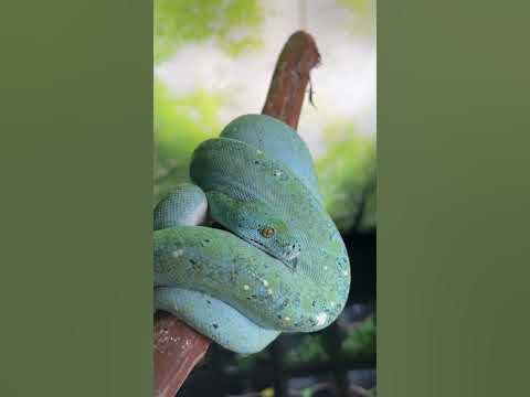 Get mesmerized by the stunning hues of a Super High Yellow Green Tree ...