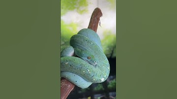 Get mesmerized by the stunning hues of a Super High Yellow Green Tree Python! 🐍💛✨