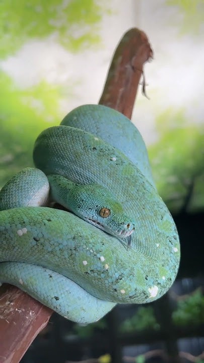 Get mesmerized by the stunning hues of a Super High Yellow Green Tree ...