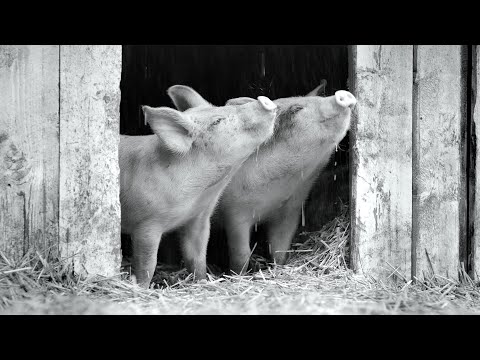 GUNDA | Offizieller Trailer