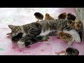 ♥かわいい犬と猫面白いことP23♥ペットかわいい動画2019