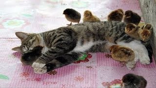 かわいい犬と猫面白いことP23ペットかわいい動画2019