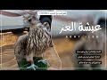 عيشة العز كلمات الشاعر ابو كرم فهد عب اد أداء الشاعر ابو تركي التنني 