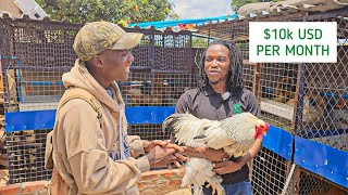 How this Poultry Farmer is making thousands of money in Zimbabwe