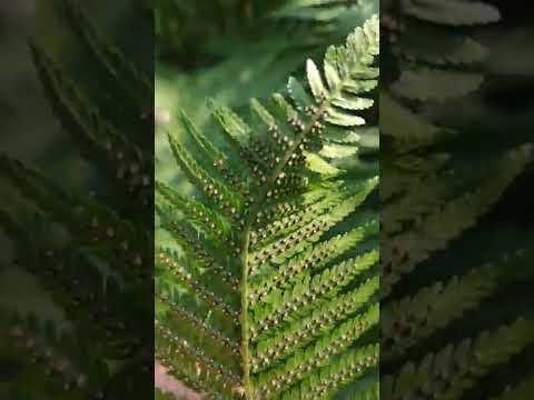 Videó: A páfrány pteridofita?