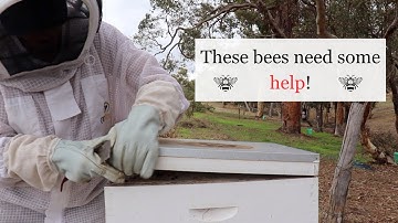 Hive Inspection for Beginner Beekeepers