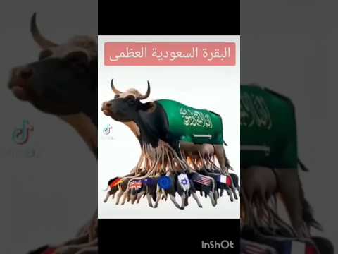 السعودية البقرة الحلوب العالمية