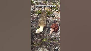 True Morel (Morchella) vs. False Morel (Gyromitra): Mushroom Identification