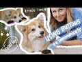 teaching my dog how to use buttons to talk *corgis are so smart*