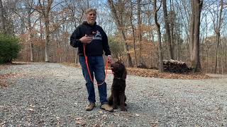 GoldenDoodle Puppy Training Mooresville NC | Banks by JimHodgesDogTraining 352 views 1 year ago 14 minutes, 53 seconds